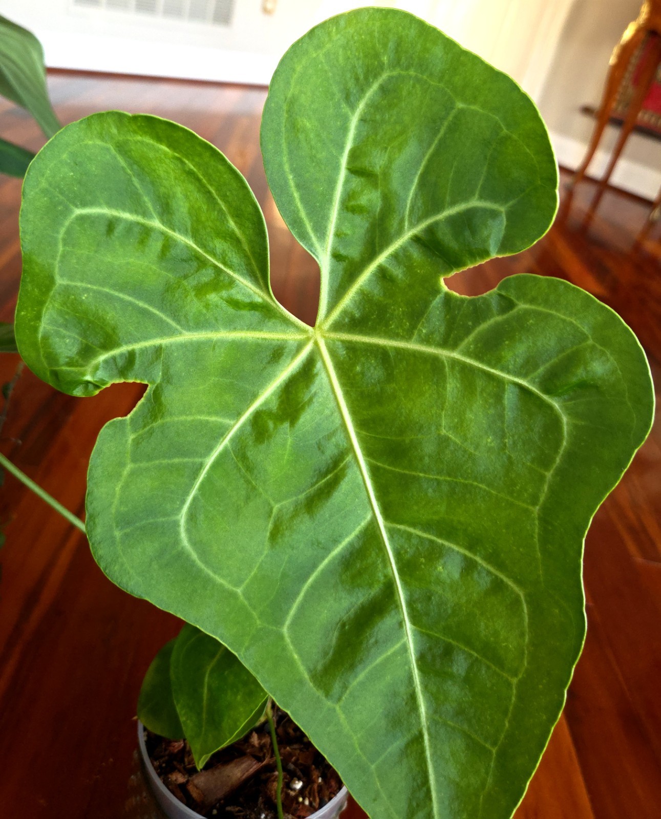 Rare Anthurium Berriozabalense X Clarinervium 22″ Tall Aroid Not Philodendron