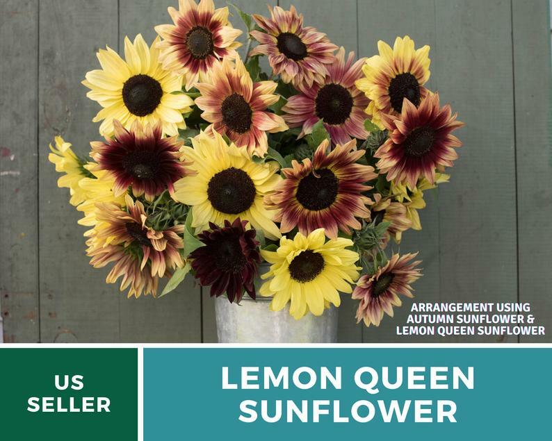 Sunflower, Lemon Queen – 25 Seeds – Medicinal & Culinary (Helianthus annuus)