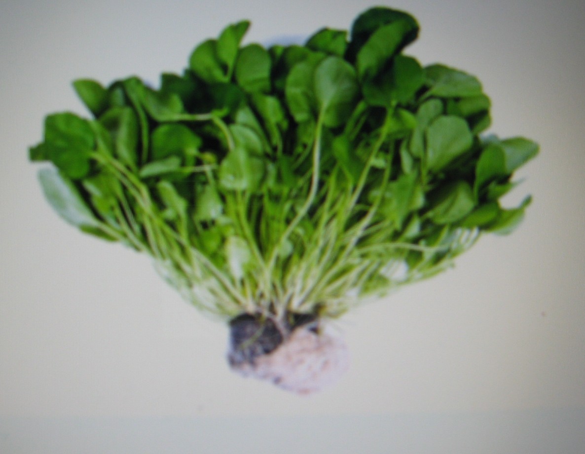 CRESS* WATERCRESS* 100 SEEDS*