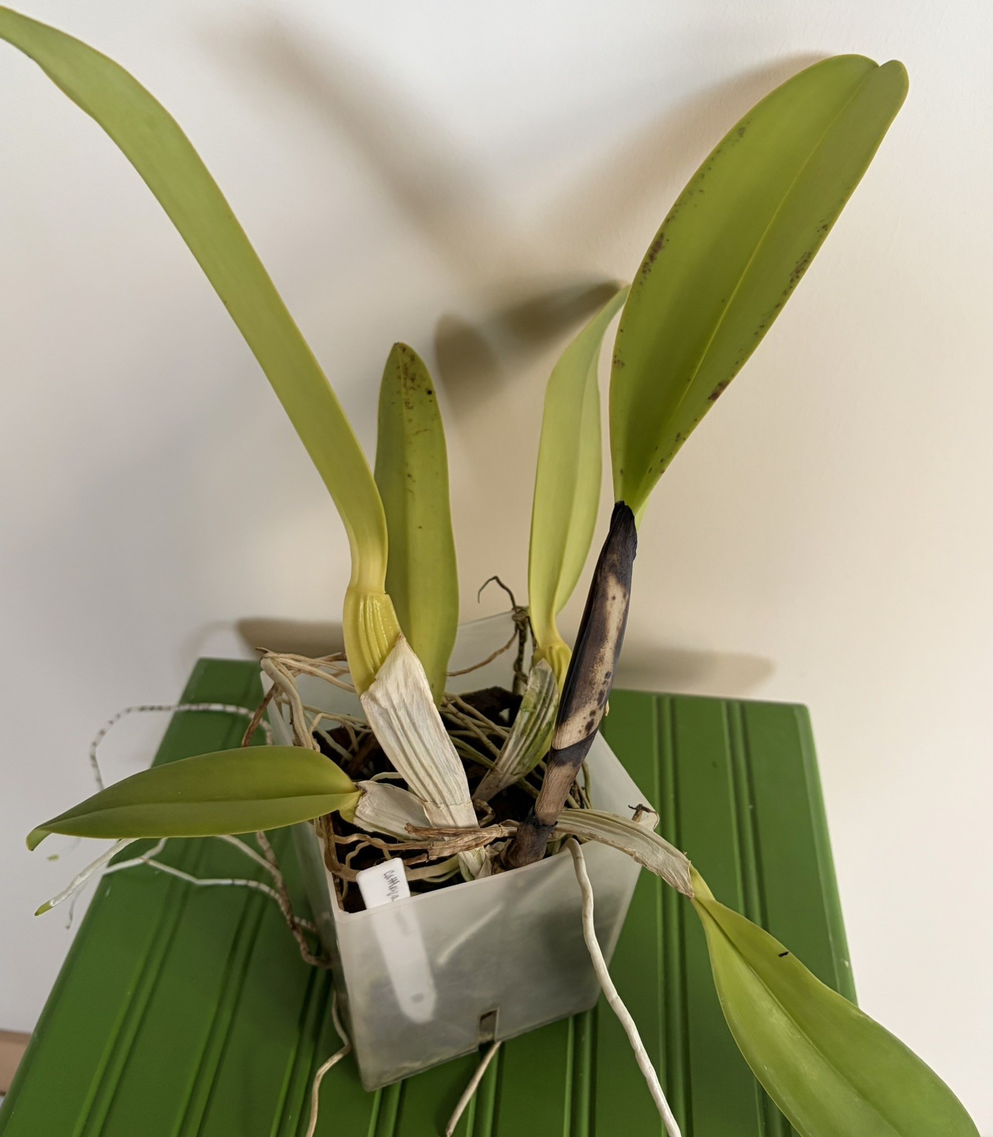 Cattleya warneri FRAGANT large-flowered spring-blooming orchid species MATURE