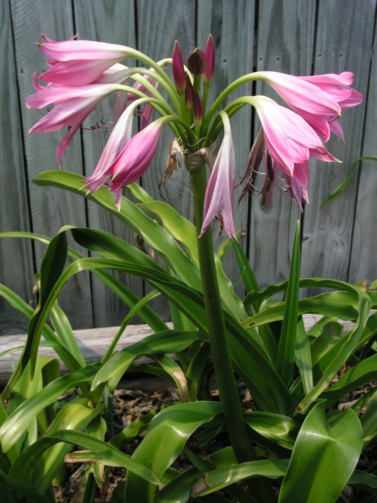 Crinum Lily, Walter Flory, Jumbo, blooming-size bulb, NEW