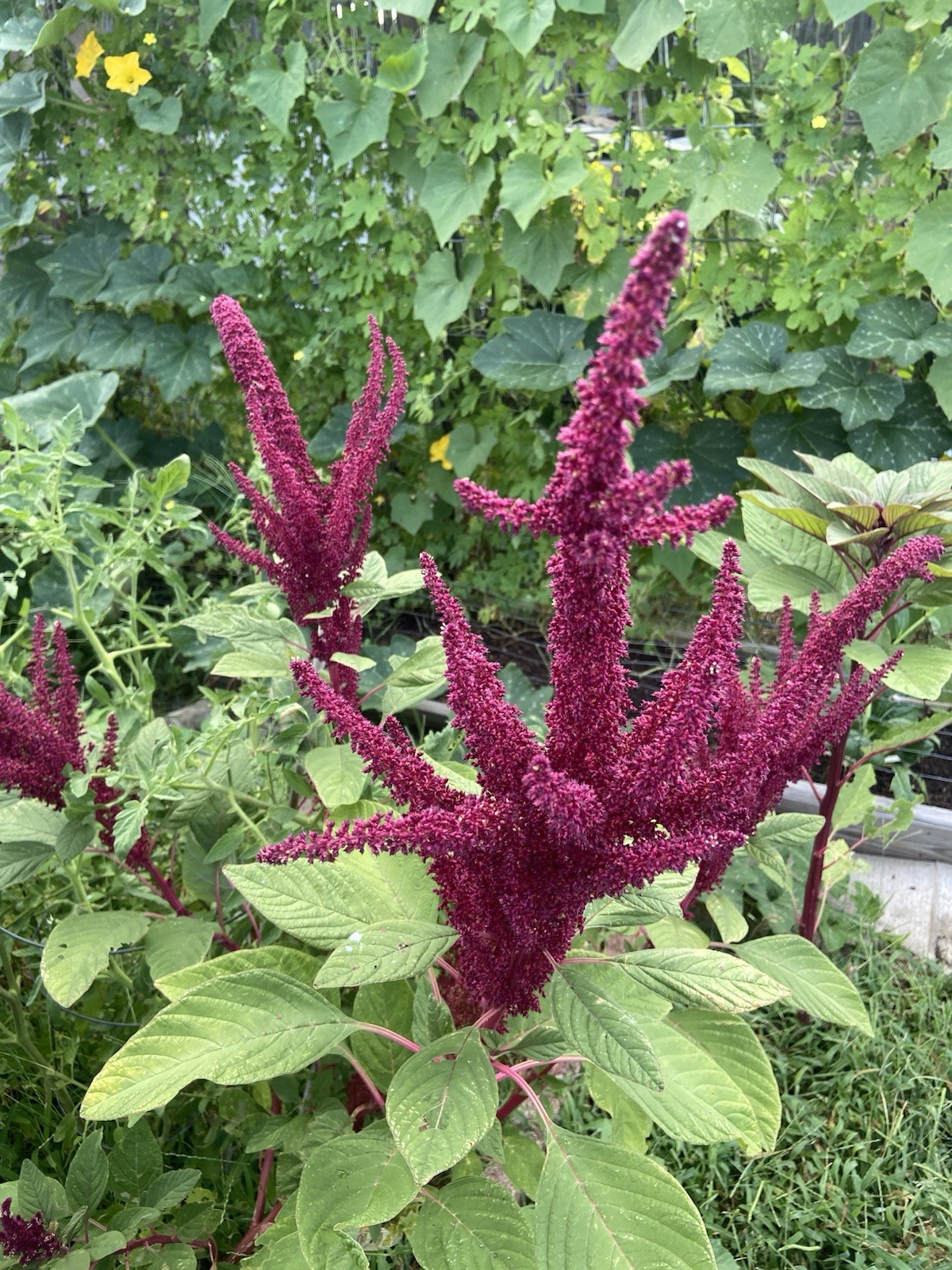 Amaranth – 100+ Fresh Seeds – Red Garnet GORGEOUS Blooms!! FREE Shipping