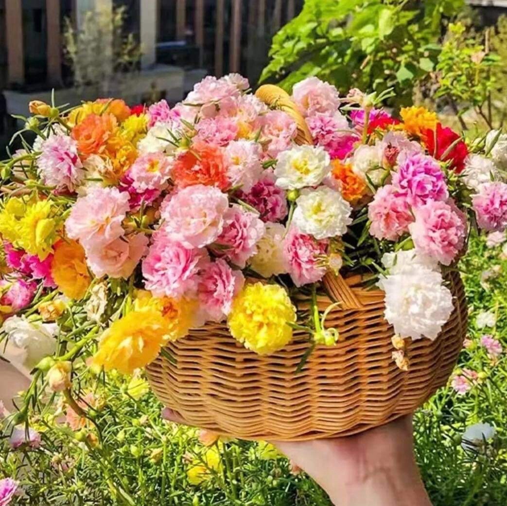 1000+ Seeds MIXED MOSS ROSE PORTULACA GRANDIFLORA MIX -Buy2Get1Free(add2incart)