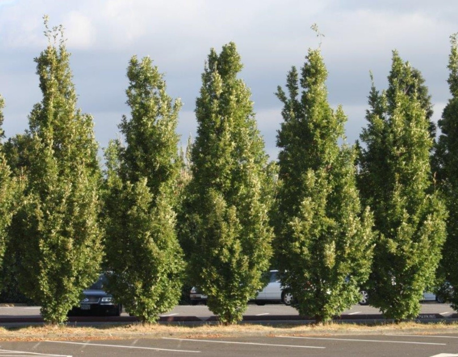 Quercus robur Fastigiata Columnar English Oak Potted Dormant 6+ Inches Tall
