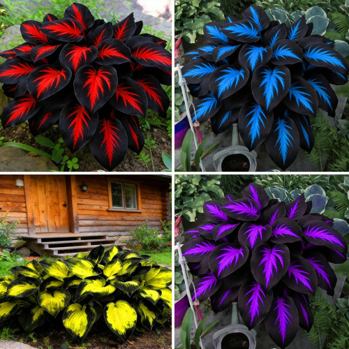 220+ Mixed Color Hosta Seeds for Planting – Hostas Seeds Rare Perennial, Flower