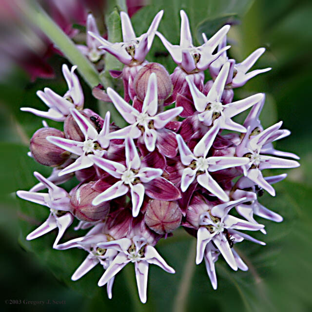 50+ Showy Milkweed Seed, FOOD FOR BUTTERFLIES AND HUMMINGBIRDS, Only Fresh Seeds