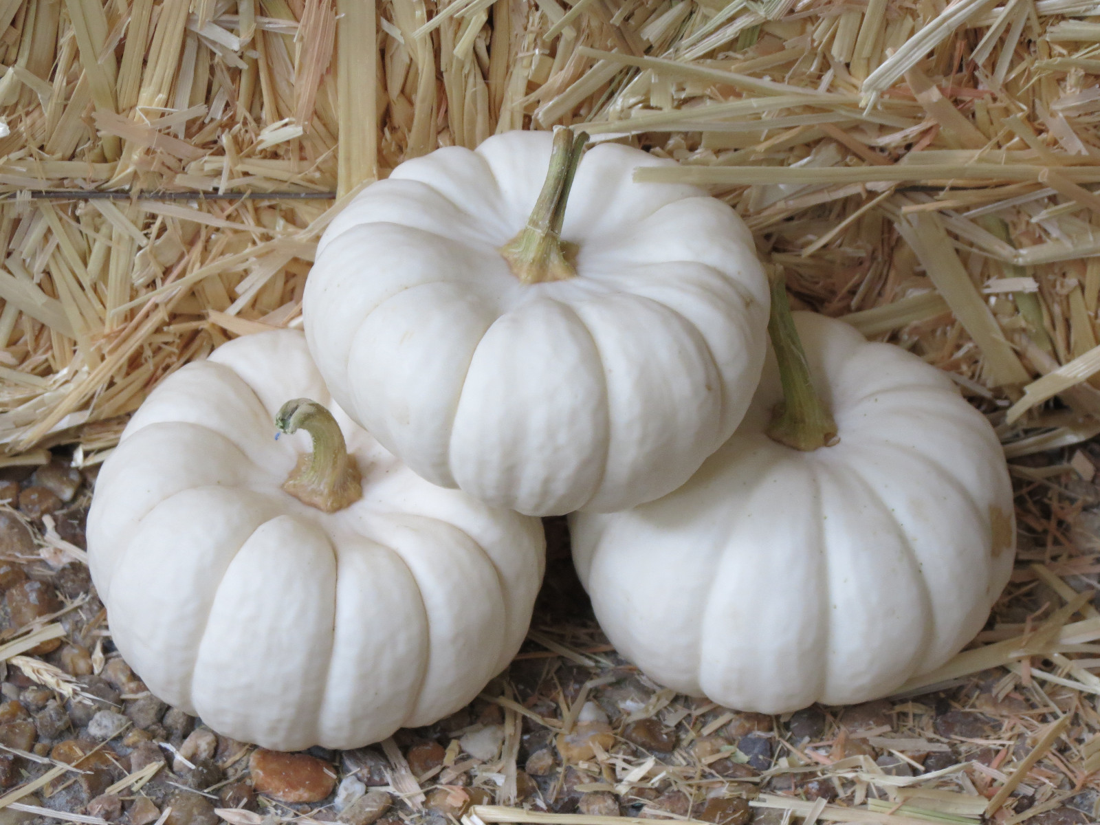 15 WHITE BABY BOO MINI PUMPKIN Miniature Cucurbita Pepo Vegetable Seeds Flat S/H