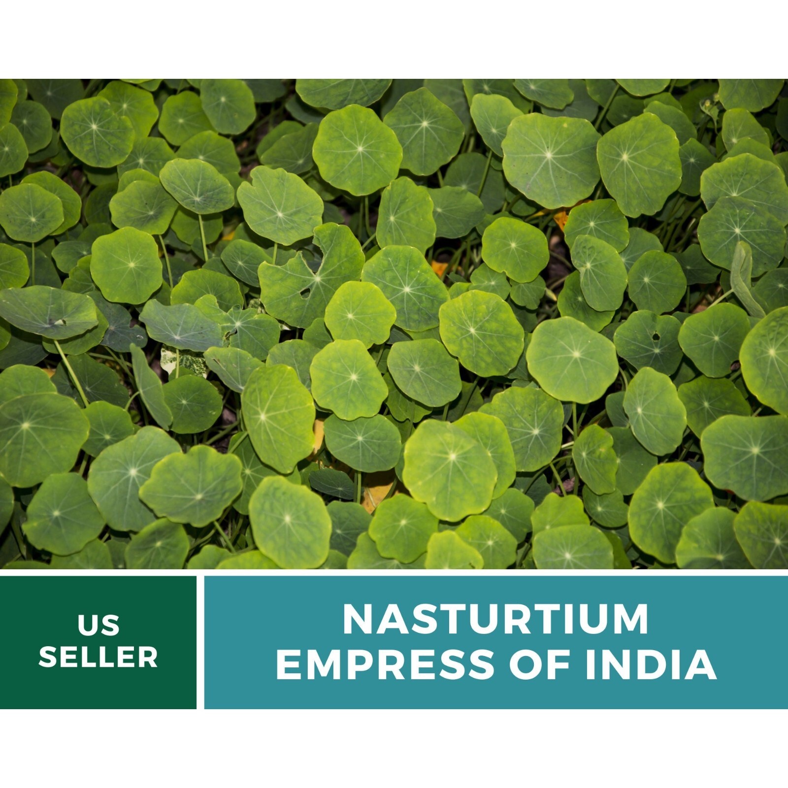 Nasturtium, Empress of India – Heirloom Seeds (Tropaeolum nanum)