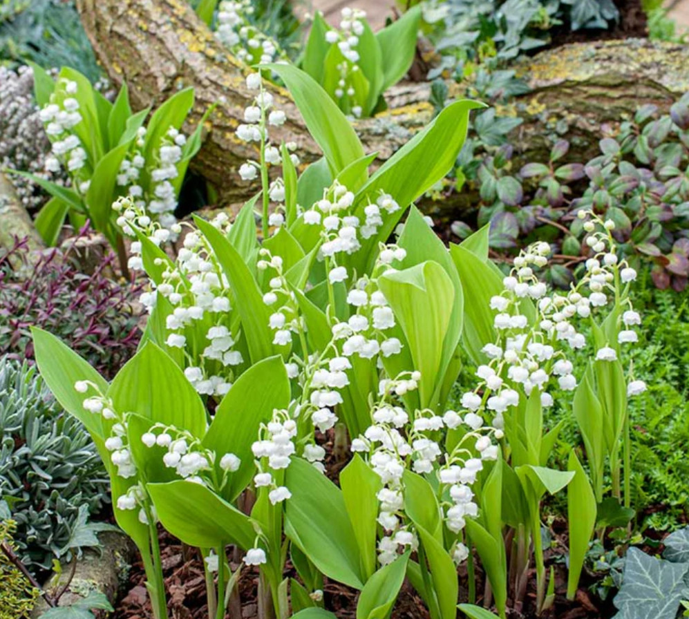 Lily of the Valley – 5 Fresh Roots – Ready for Planting – No Shipping AK, HI, PR