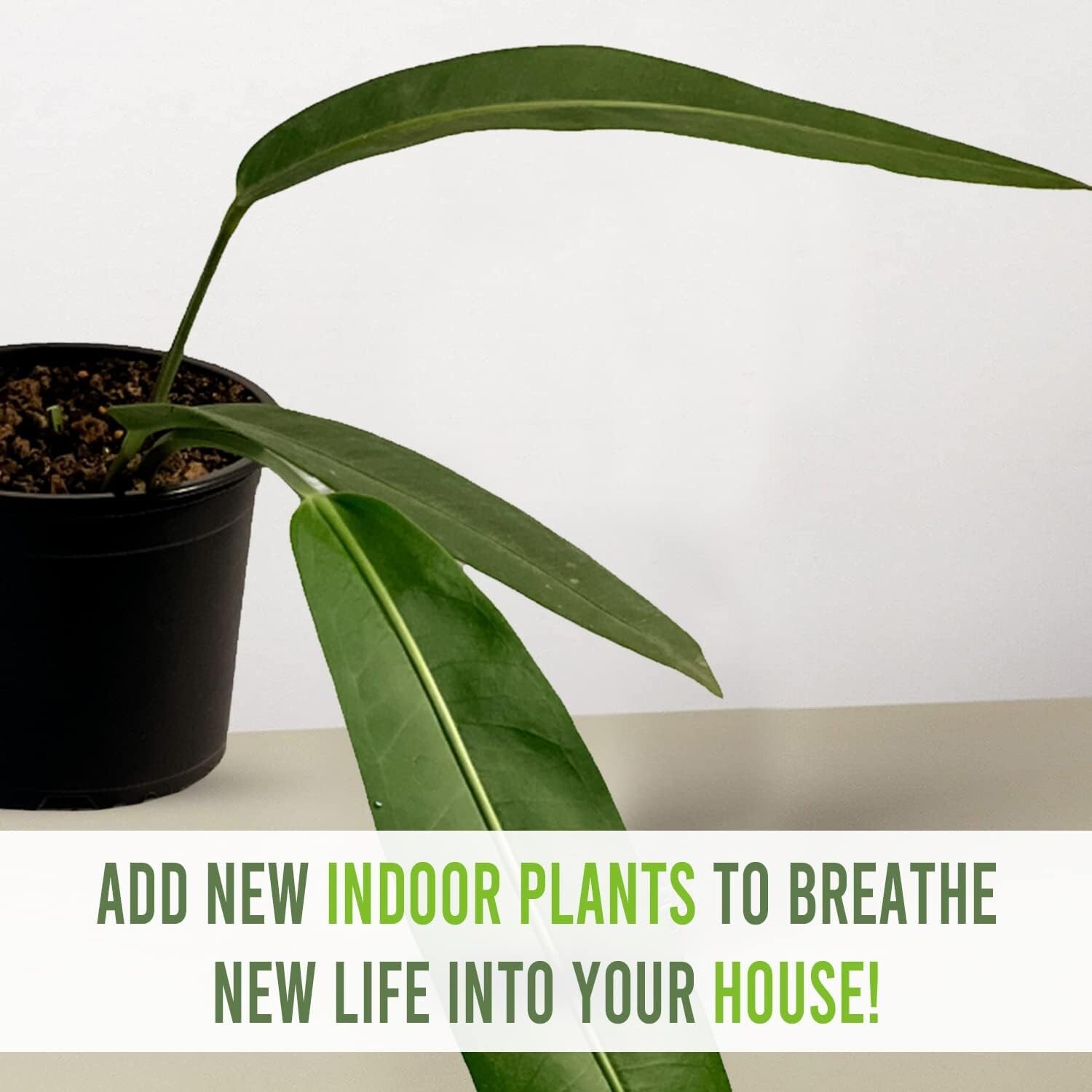 Anthurium SP Morona by LEAL PLANTS ECUADOR Green Live indoor Plants|House Plants