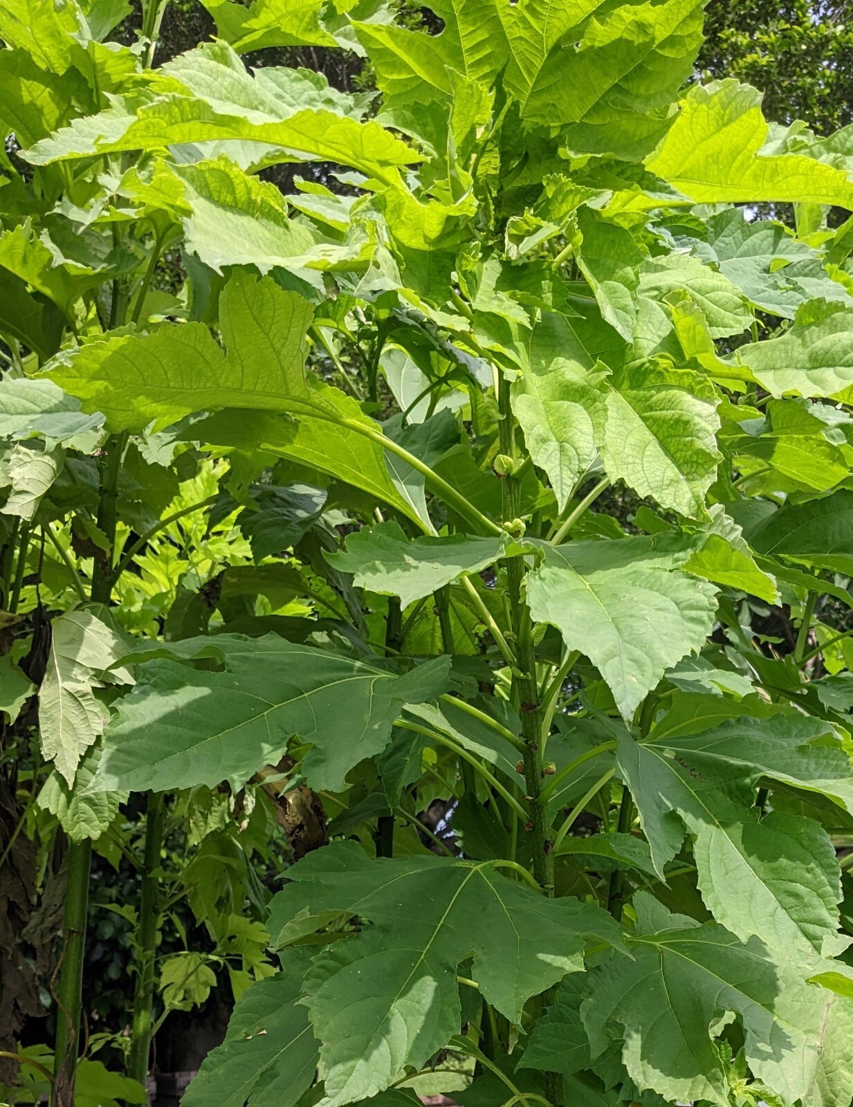 Tithonia Diversifolia – Mexican Sunflower – Live Organic Cuttings with Roots
