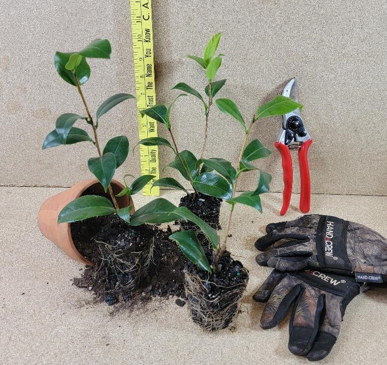 ( 1 ) – Kramers Supreme Red Camellia Japonica – Starter Plant (LG) ( 1 plant )