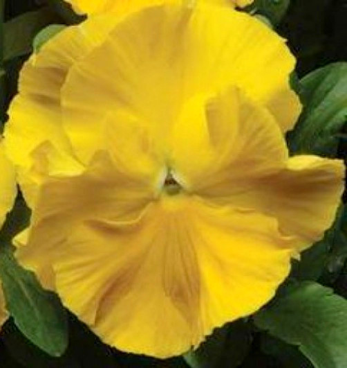 Yellow Pansy Seeds, Yellow Viola Seeds, Pansies, Non-Gmo Heirloom Seed, 50ct