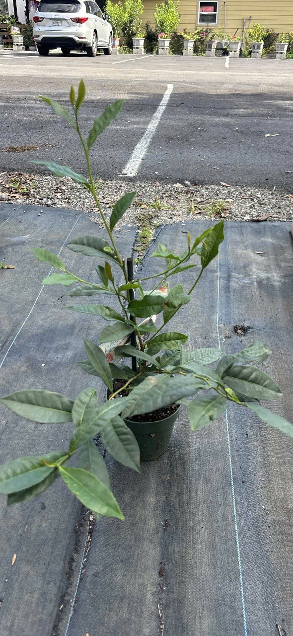 Green tea plant -1-2 feet – NO SHIP CA