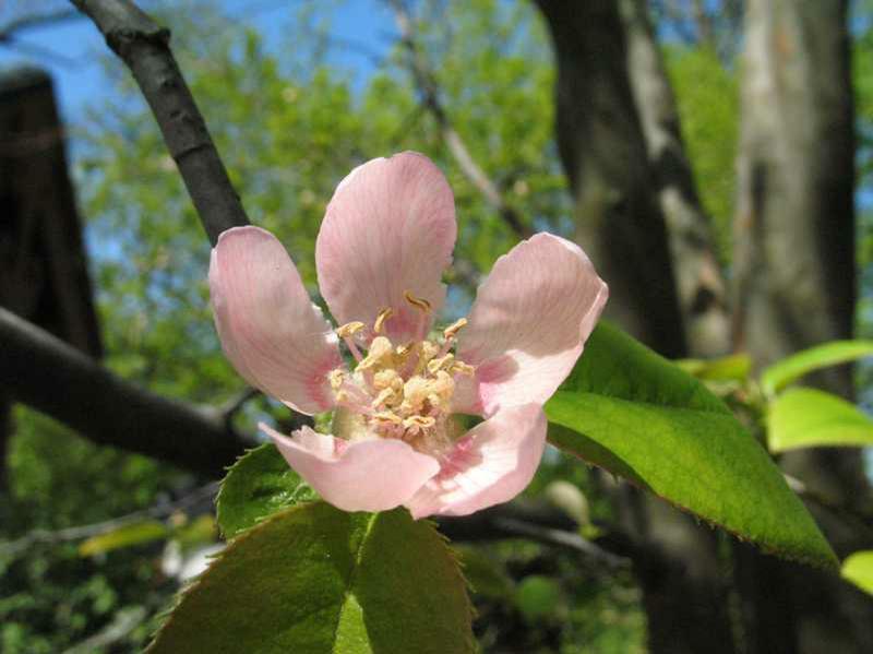 15 CHINESE QUINCE SEEDS – Pseudocydonia sinensis