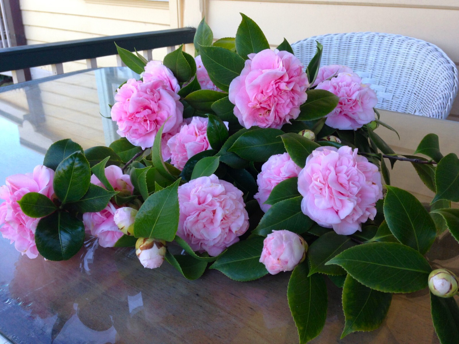Debutante~Camellia Japonica-Live Starter Plant -Highly Variable Blooms!