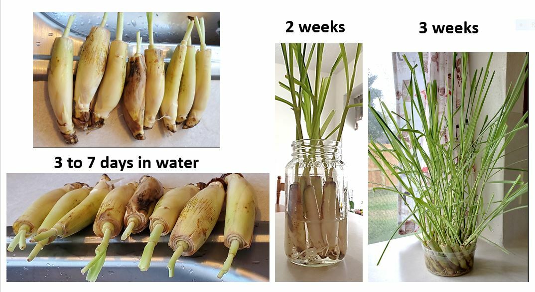 5 Lemongrass LIVE ROOTED STALKS READY TO PLANT, Mosquito Repellent, CITRONELLA