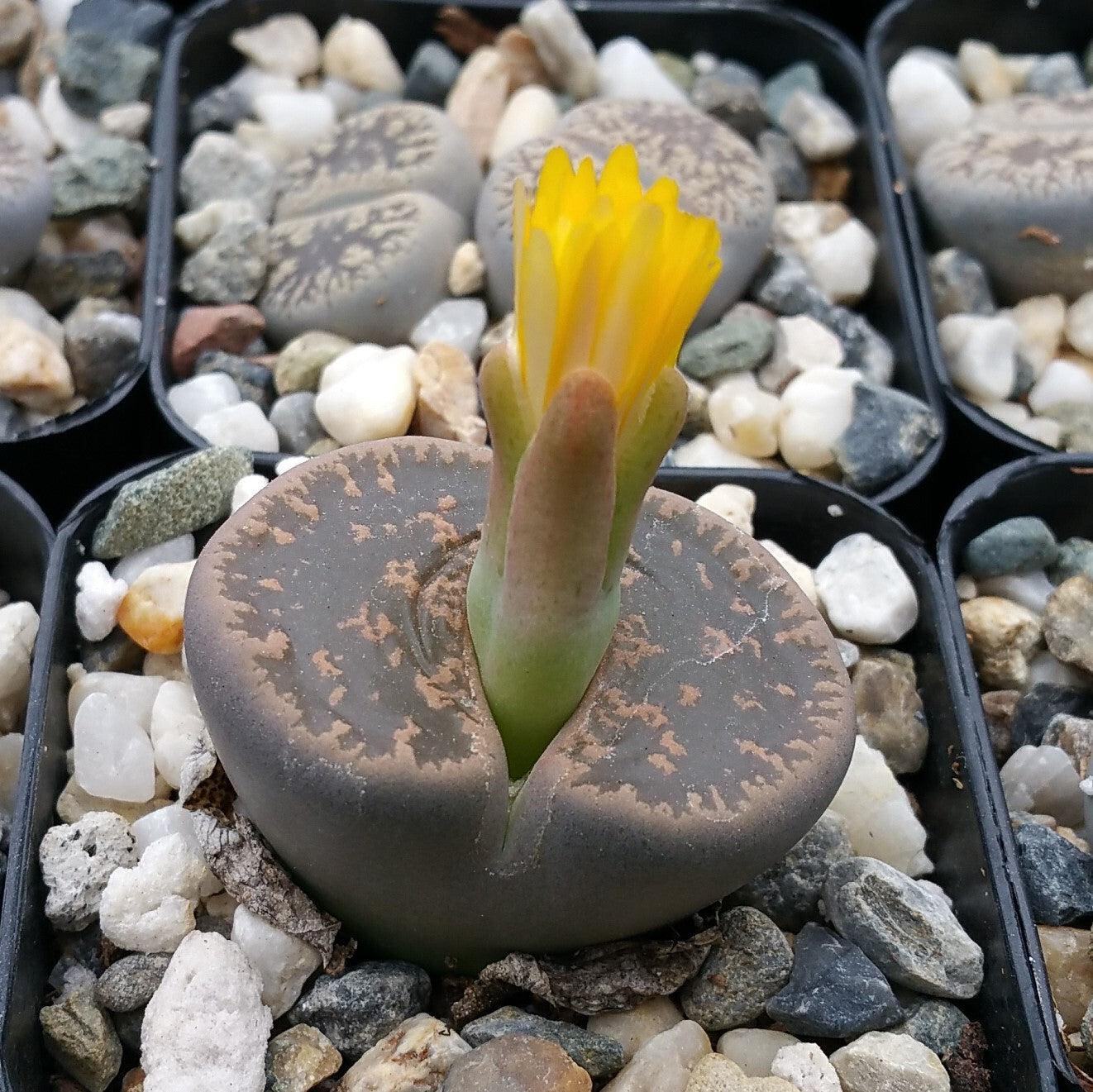 Lithops living stones cactus Cacti Succulent real live plant