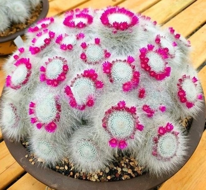 Mammillaria hahniana Old Lady Cactus Cactiand exotica Rare Succulent Plant