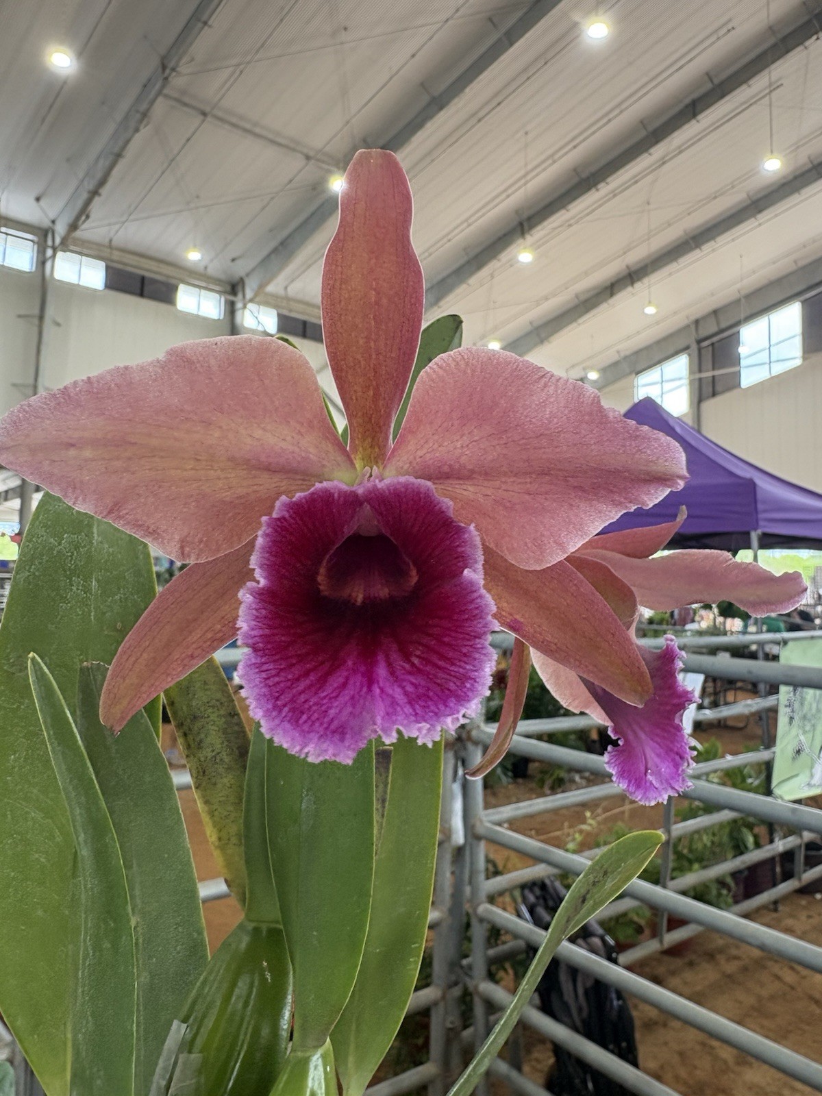 Cattleya Pauline Portilla – (tenebrosa x percivaliana) 6” Pot – Fragrant