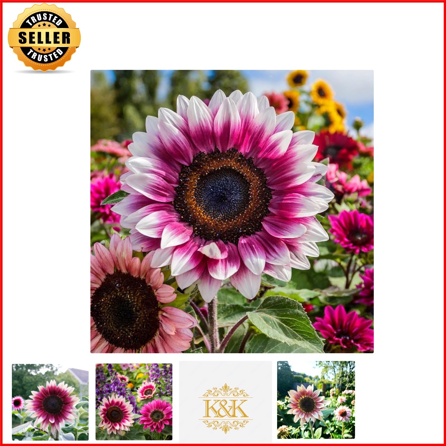 50 Non-GMO Heirloom Strawberry Pink Sunflower Seeds with High Germination Rate