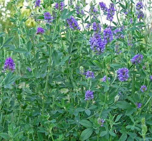 100+ Mediicago Sative Purple Alfalfa Flower Seeds / Long Lasting Perennial