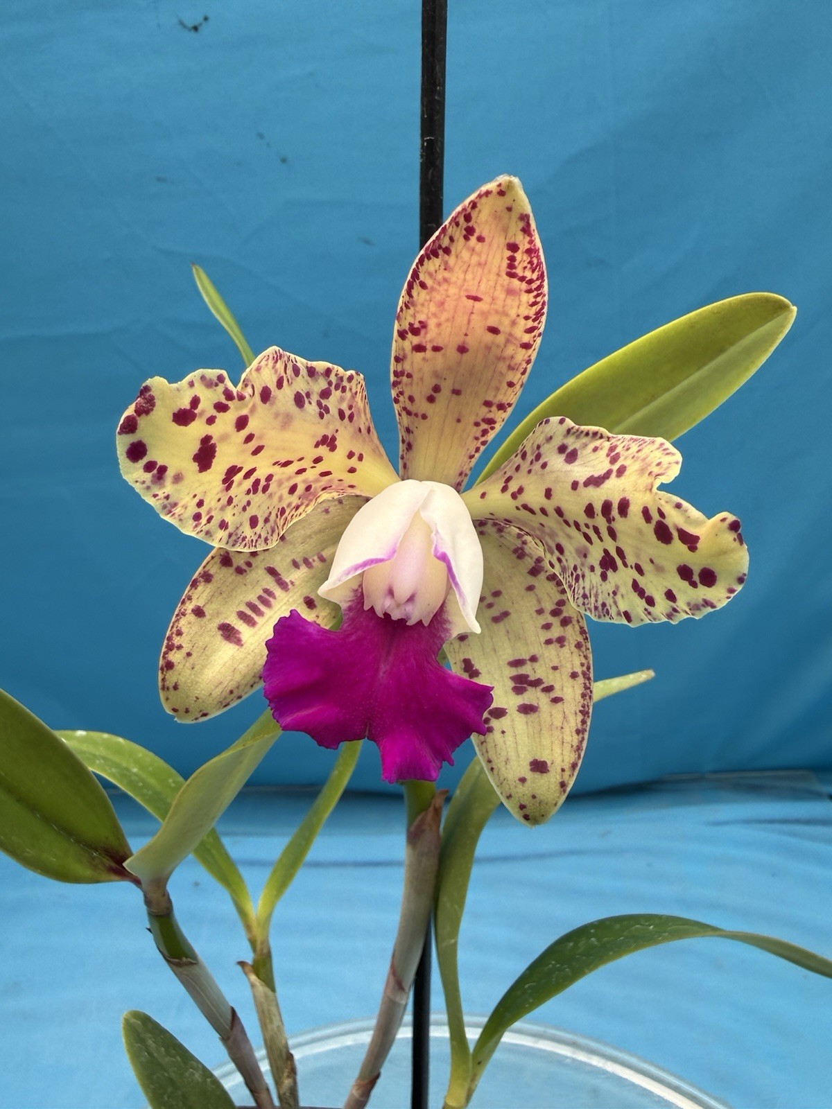 Cattleya Akimini Hamada ‘Brazil 12’ AM/AOS X C. Cantagalo ‘Spots’ Orchid 4” Pot