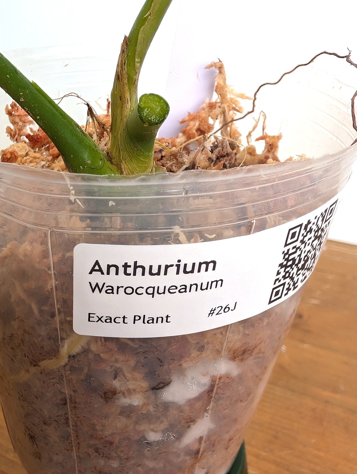 Anthurium Warocqueanum ‘Queen’ – Exact Plant Narrow Dark 4″ Pot (#26J)