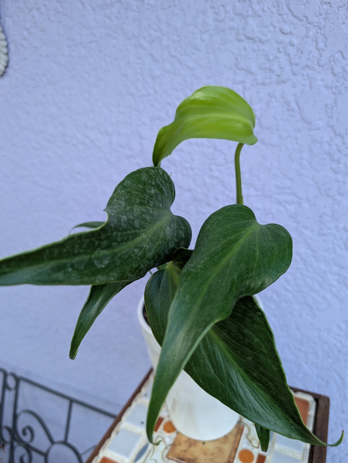 Rare Monstera Burle Marx Flame – Rooted Plant – 5″ Pot – Collector Aroid