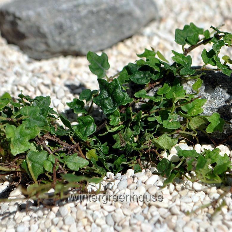 Ficus pumila, Quercifolia minima, Tiny Oak Leaf Fig