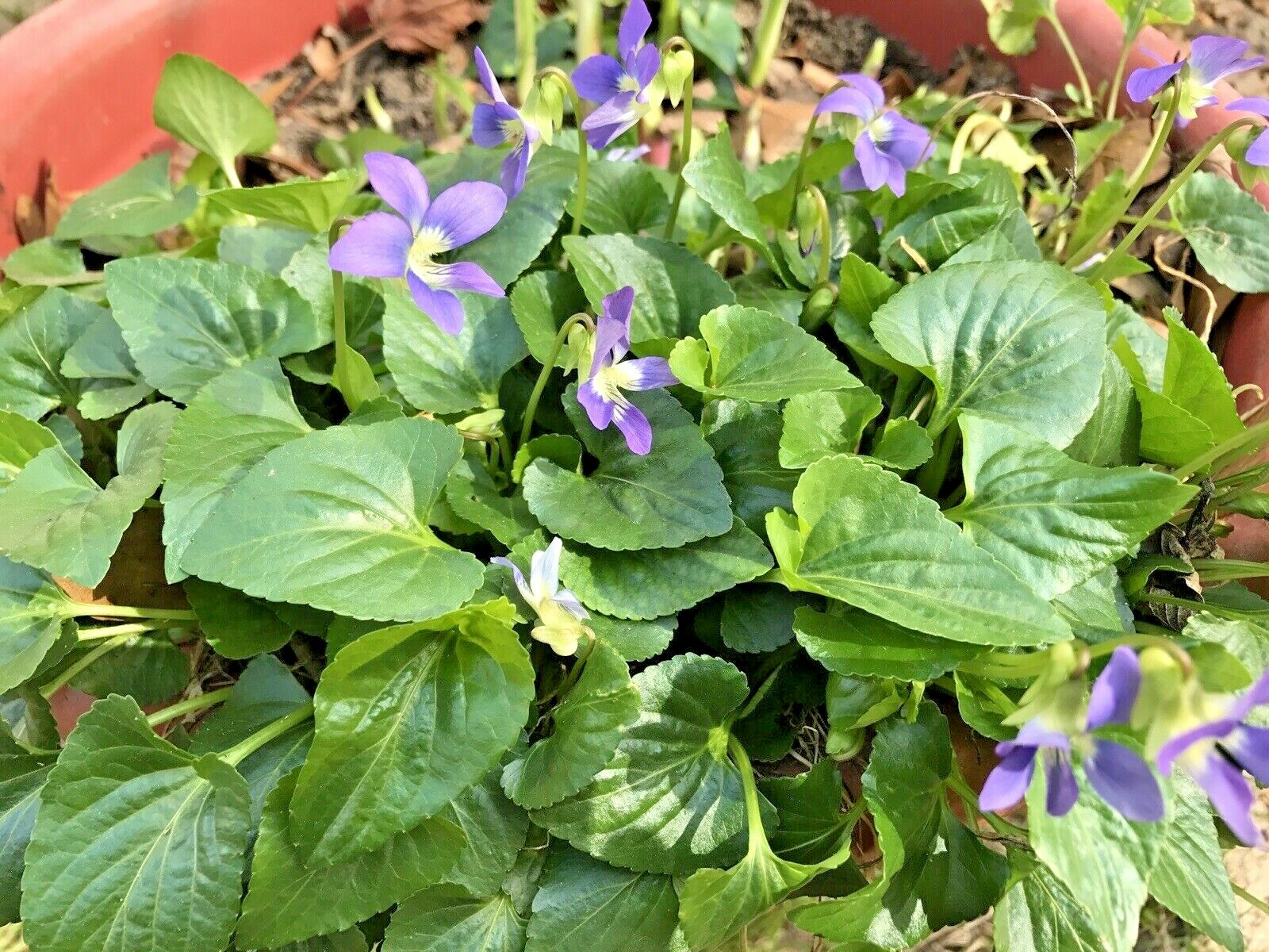 100 Purple Wild Violets Start Plants Flower Bulbs Perennial Bare Root Easy Grow