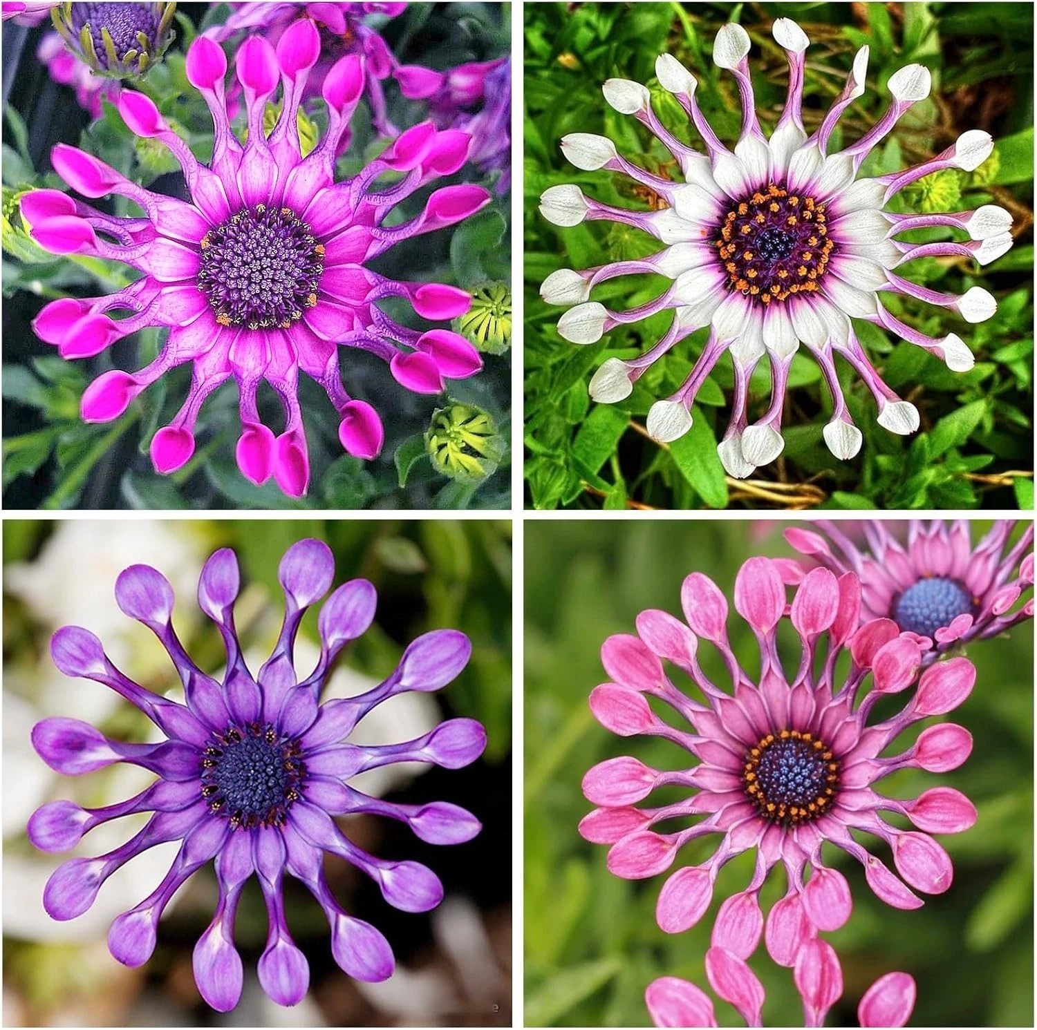 145+ Rare Perennial African Rare Daisy Flower Seeds for Planting Outdoor-Non-GMO