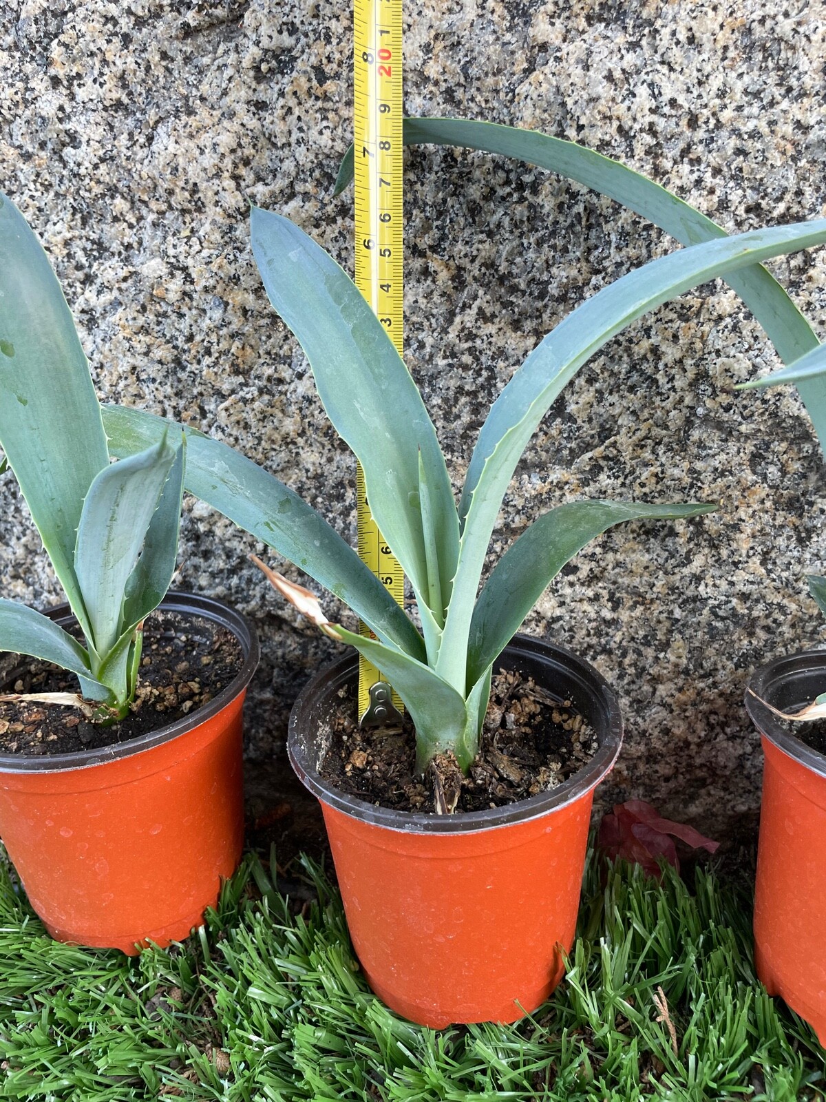 7″ 8″ Blue Agave Plant Planter (A Tequilana) Indoor/Outdoor Succulent Home Decor