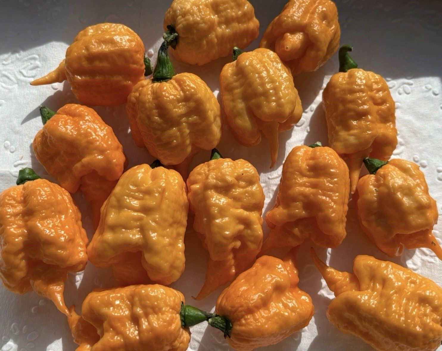 Lot of 3 (75+ DAYS OLD) ORANGE CAROLINA REAPER Super Hot Pepper LIVE PLANTS