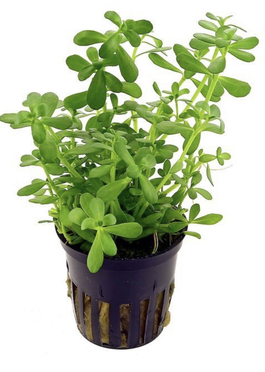 15 Live Bacopa Monnieri Brahmi Water Hyssop aquatic 12 Inch ( 15 Plants)