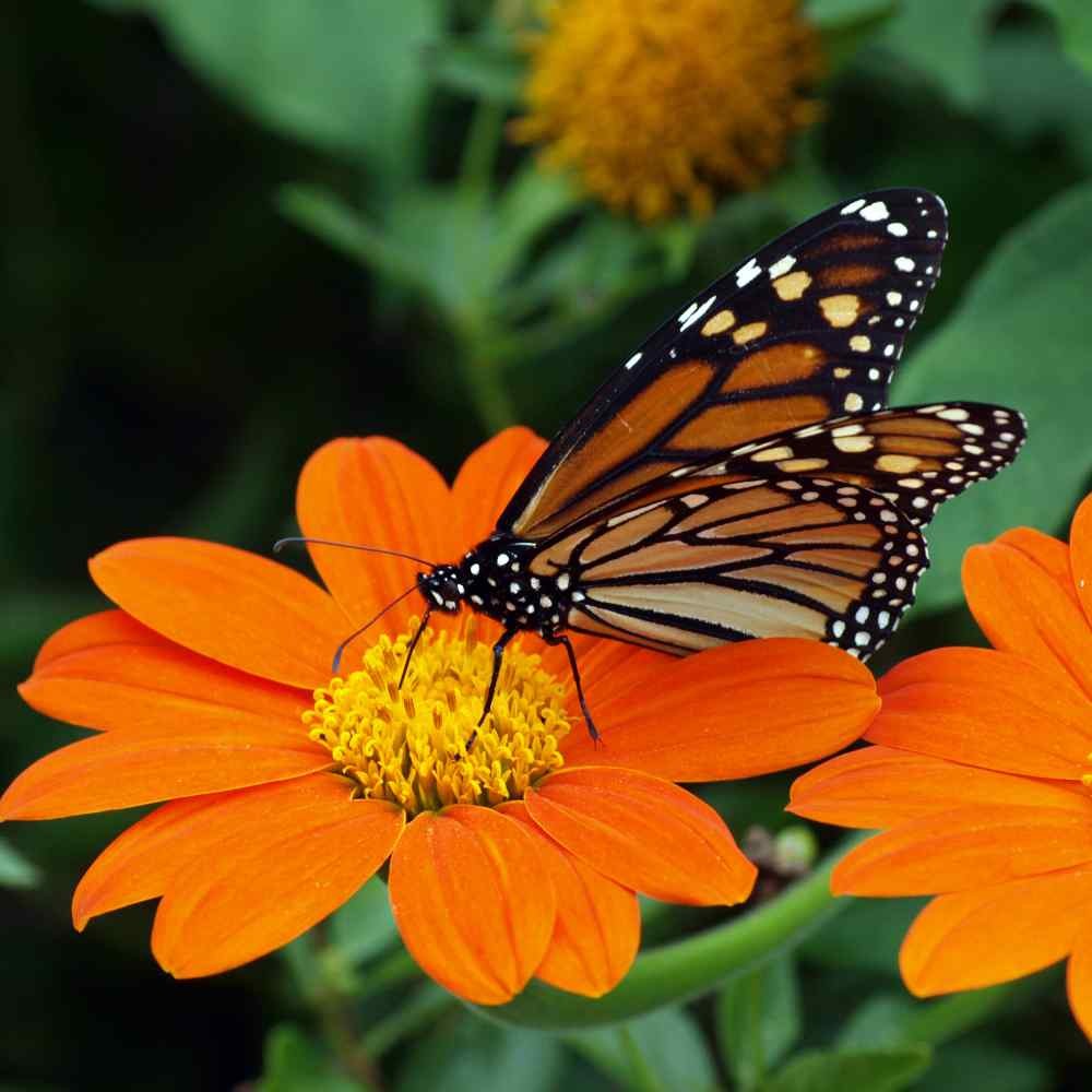 1000 Seeds Orange Mexican Sunflower Seeds For Planting | Tithonia Speciosa