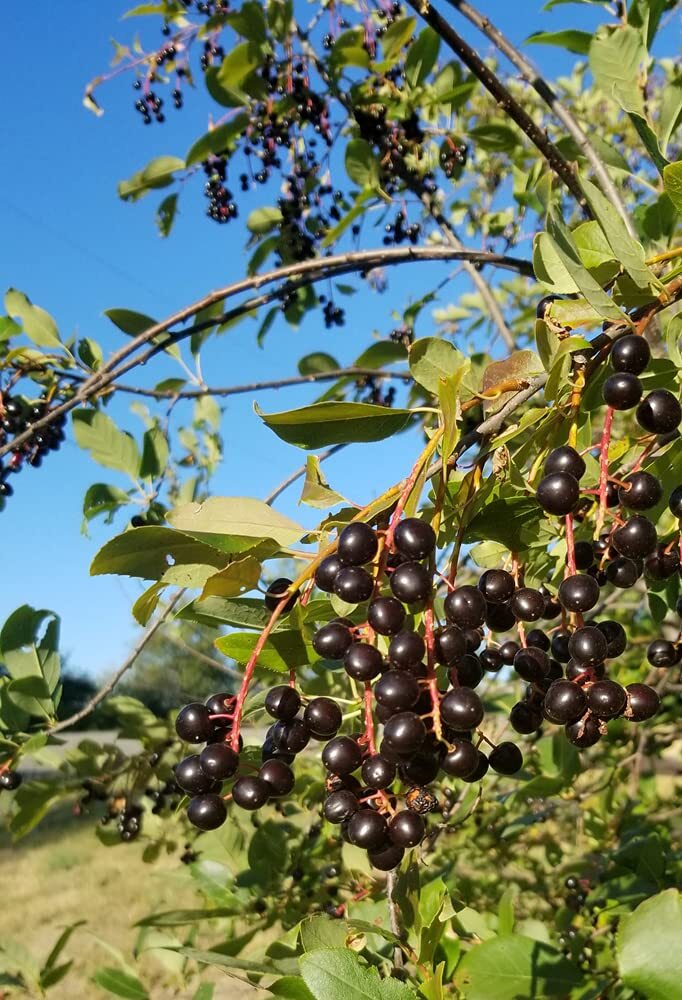 Chokecherry Seeds for Planting – 30 Seeds – Great for Jam or Syrup (Edible, Fall