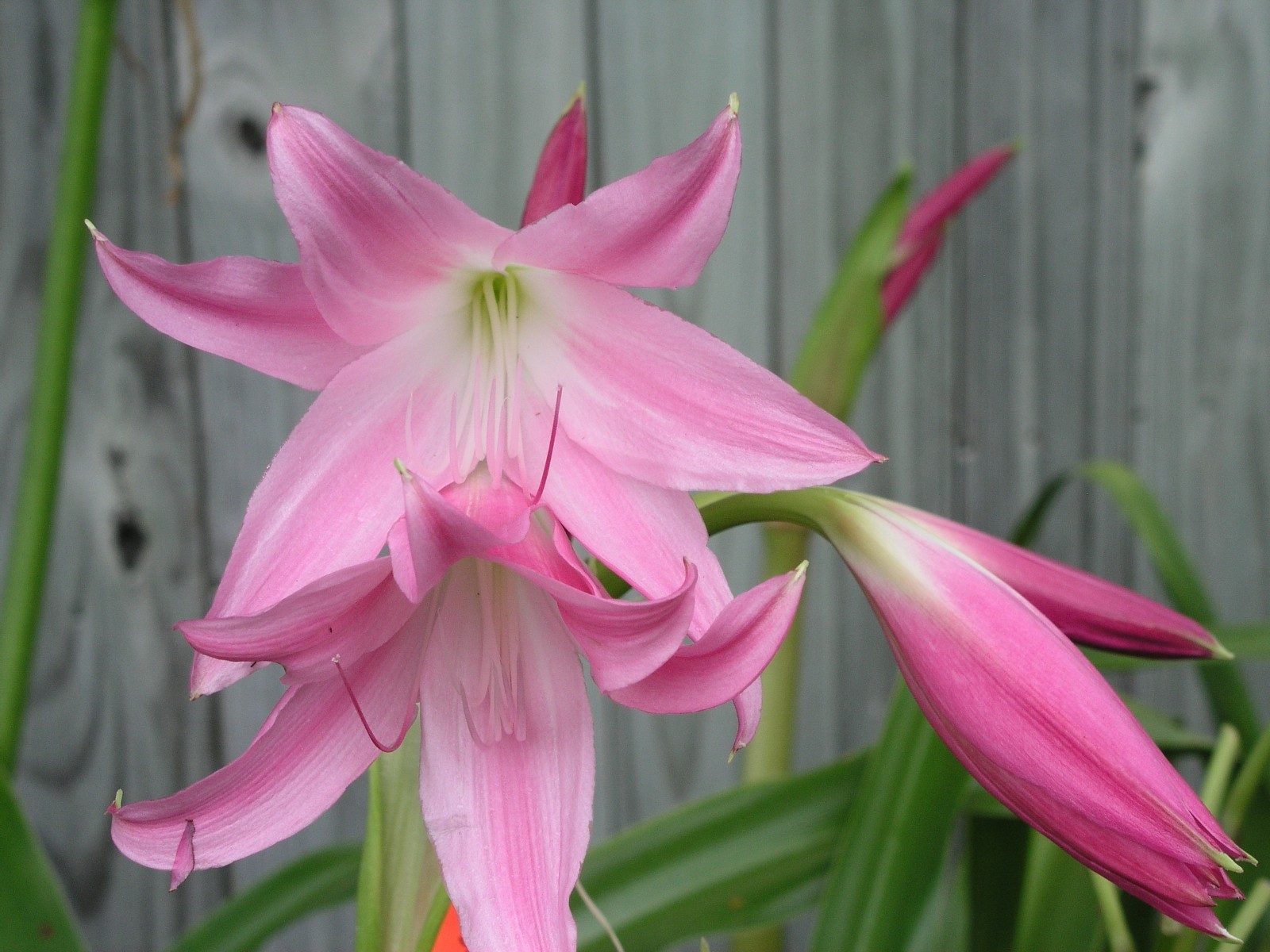 Crinum Lily, Walter Flory, Jumbo, blooming-size bulb, NEW