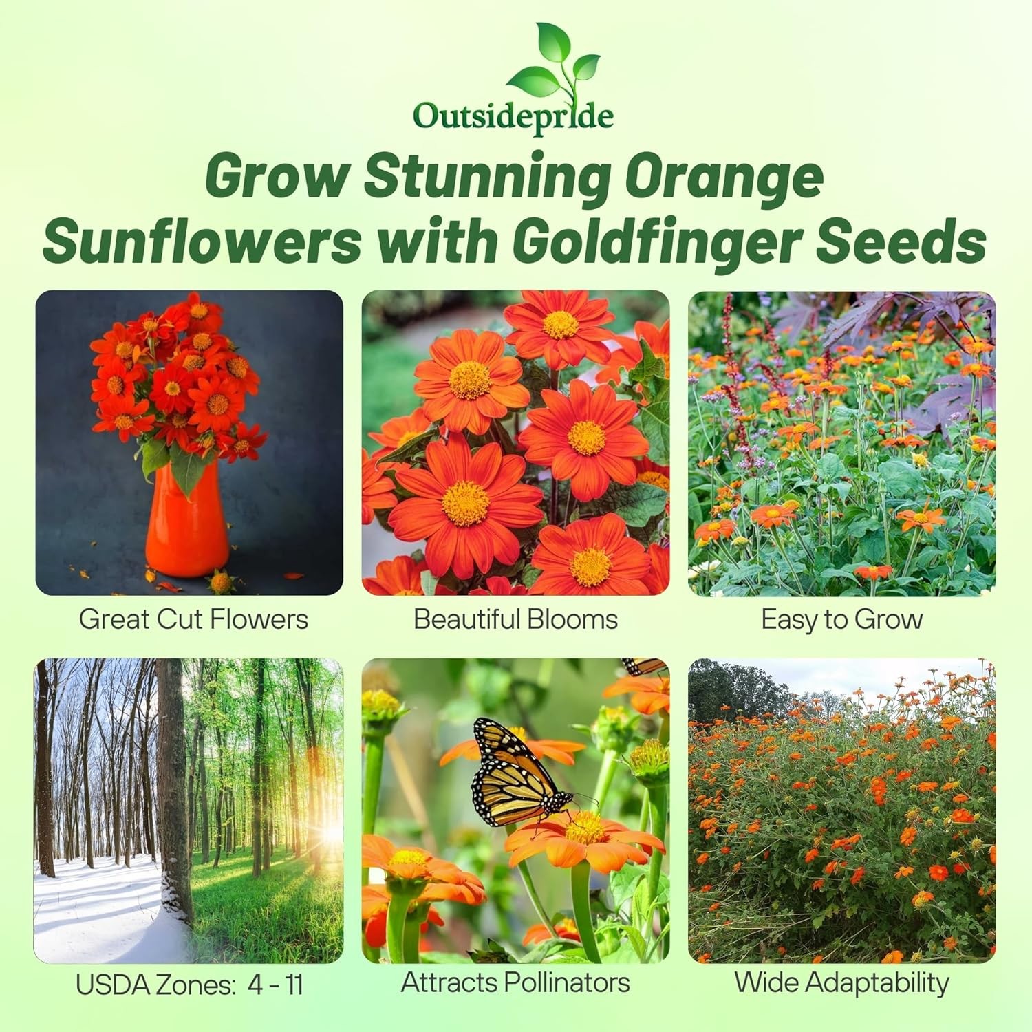 1000 Seeds Orange Mexican Sunflower Seeds For Planting | Tithonia Speciosa