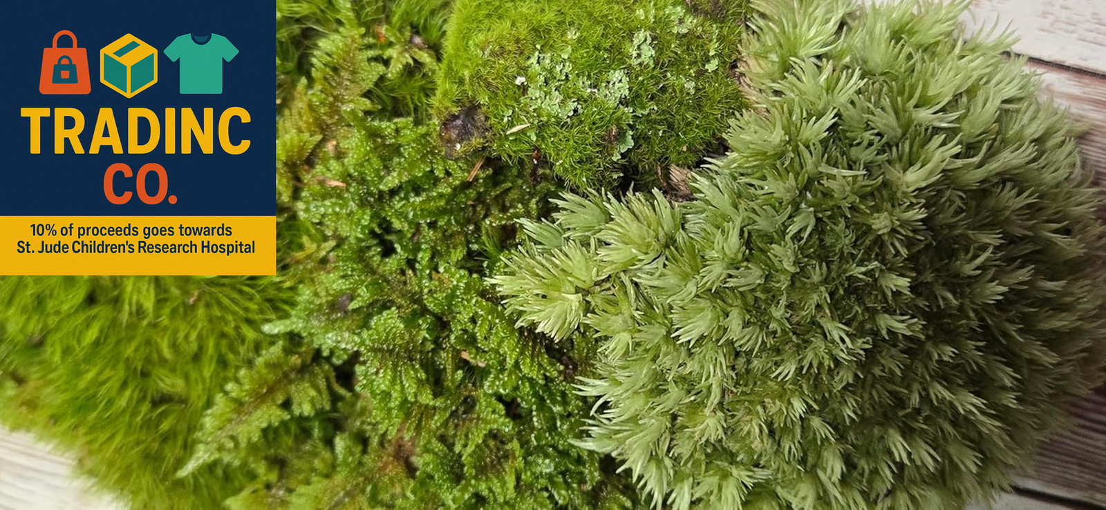 Super Fairy Garden Assortment Moss and Lichen for Terrarium, 6″X9″ Bag