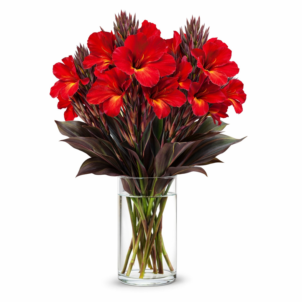 10 Black Knight Canna Lily Premium Bulbs – Deep Red Blooms with Dark Foliage