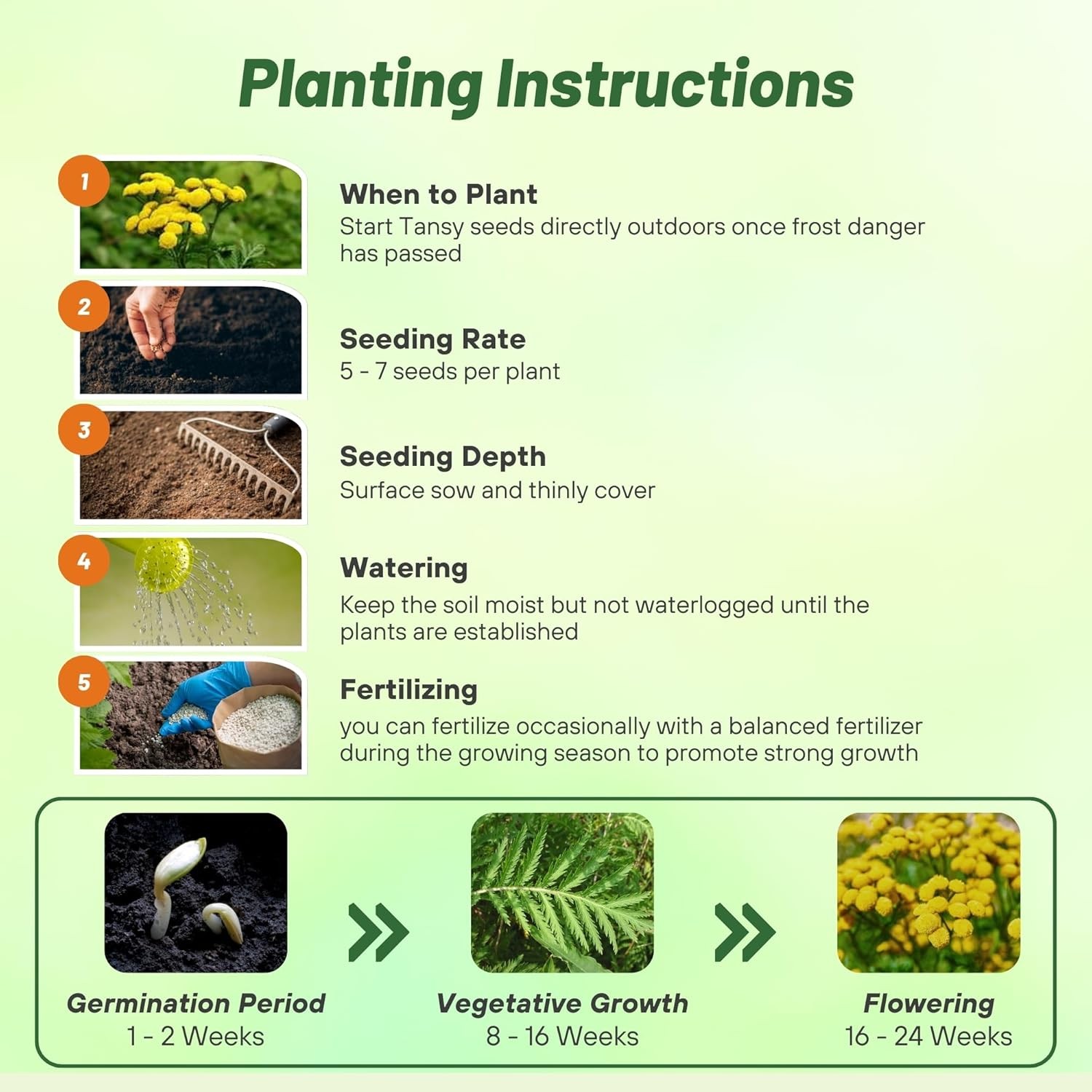 10000 Seeds Tansy Seeds – Golden Buttons Herb Seed