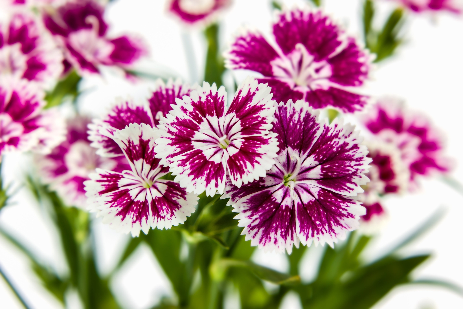 500 MIXED CHINESE PINKS China Rainbow Pink Dianthus Chinensis Bicolor Flower See