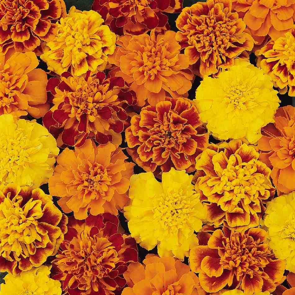 Petite French Marigold Seed Mix Tagetes patula. 100 Seeds Free Shipping!