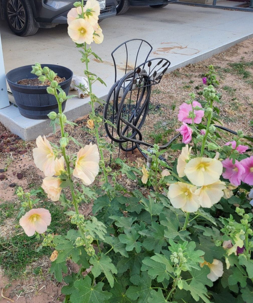 Hollyhock Single – 50 Seeds – Large Yellow Hardy Perennial Blooms
