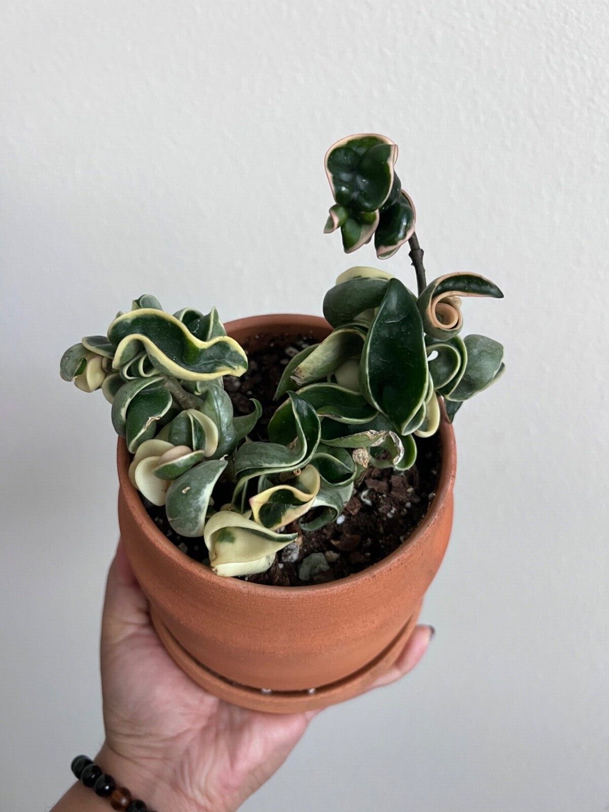 Variegated Hindu Rope, 4 inch Rare Hoya Compacta Carnosa, Very Rare Limited