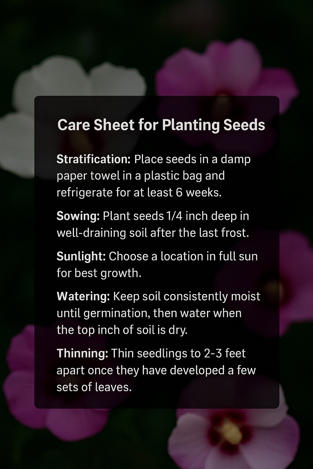 500+ Rose of Sharon (Hibiscus Syriacus) Flower Fresh Seeds . Mixed Colors