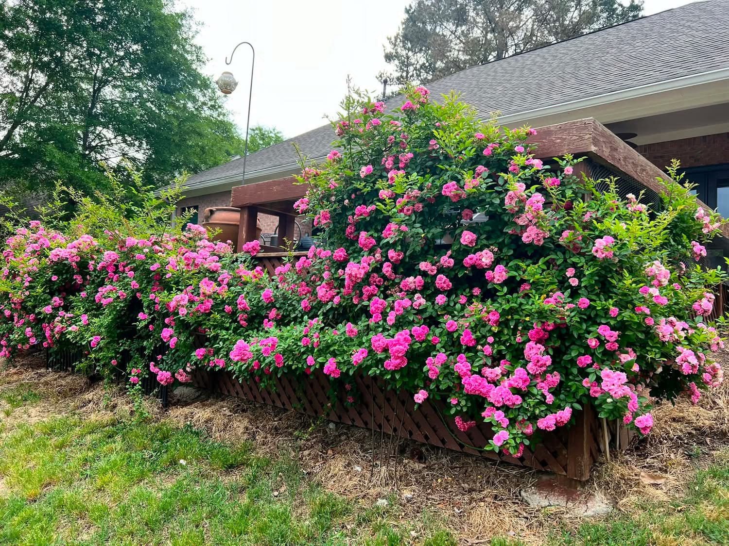 Peggy Martin (2-3ft)& 7 Sisters Rose (1ft)Combo Deal
