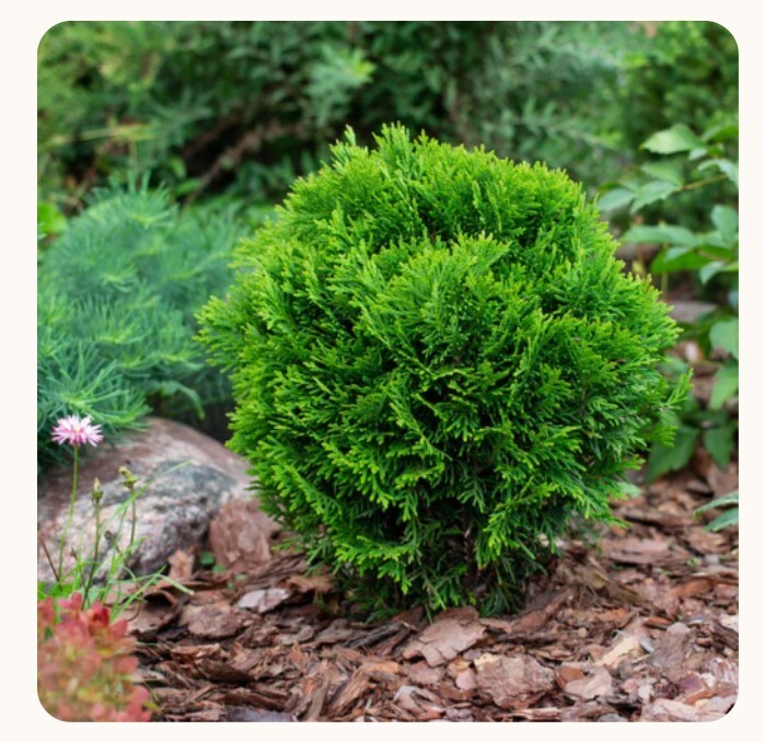Little Giant Arborvitae Topiary Ball in 2gal Pot 1-2ft H Evergreen Outdoor Plant