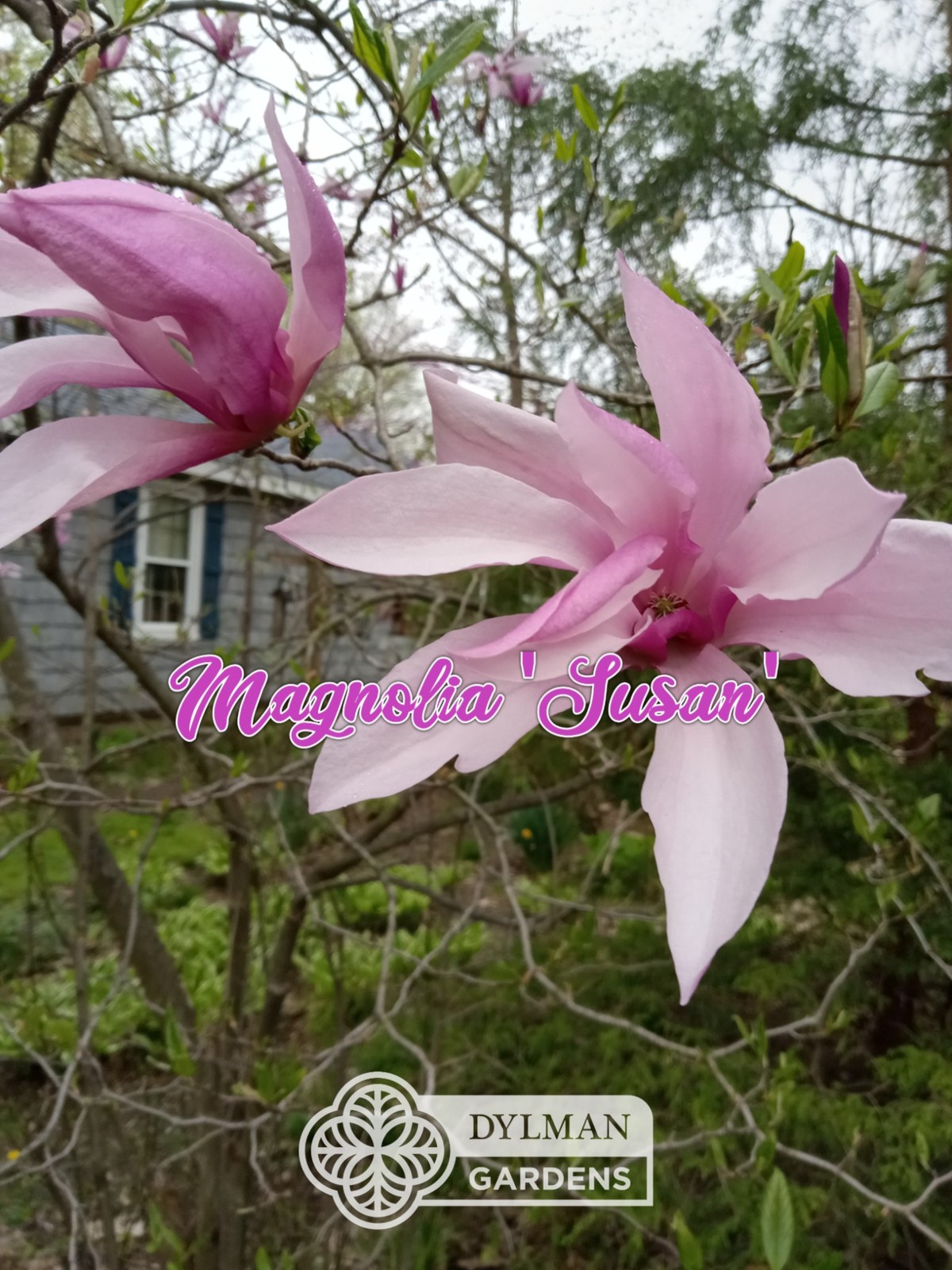 Magnolia ‘Susan’ Tree (Magnolia x ‘Susan’) Purple Magnolia – Multiple Sizes